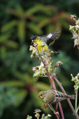 closeup of a goldfinch taking flower seeds with wings open