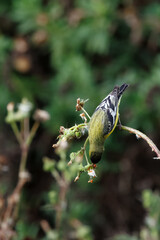 closeup of a goldfinch taking flower seeds with wings open