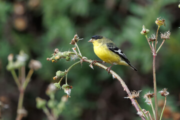 closeup of a goldfinch taking flower seeds with wings open