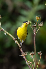 Closeup of a lesser goldfinch bird