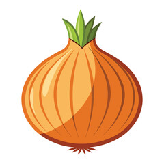 vector onion on white background