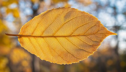 Obraz premium Closeup of a Single Golden Autumn Leaf, Detailed Vein Structure, Fall Foliage Macro Photography