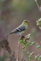 Closeup of a lesser goldfinch bird