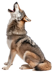 Obraz premium PNG Wolf howling wolf wildlife animal.