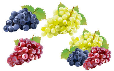 Three color grape illustration. White grapes, red grapes, purple grapes illustrations