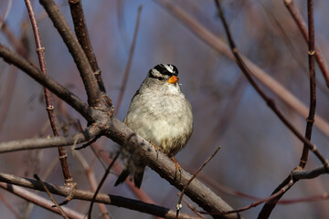 closeup of a male bird sitting on a tree branch