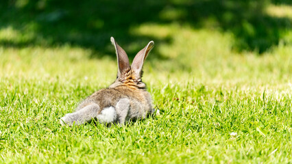 Cute gray rabbit on green grass