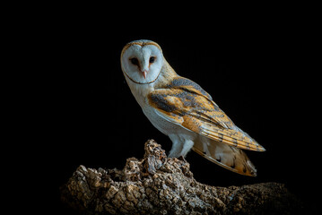 Barn owl on its nocturnal trunk waiting to hunt