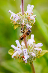 Fototapeta premium Closeup of a bee on little white flowers. 