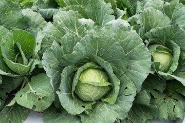 Growing white cabbage on an organic farm