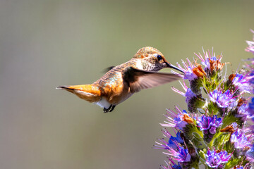 Closeup of a hummingbird flys toward small flowers