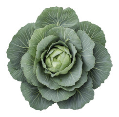 Obraz premium Close-up of fresh green cabbage on white background