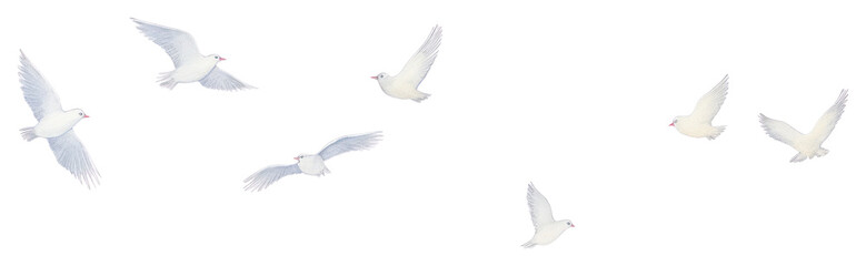 Fototapeta premium PNG Birds as divider watercolor animal flying pigeon.