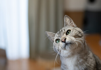 見つめるかわいい飼い猫　サバトラ猫