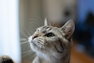 見つめるかわいい飼い猫　サバトラ猫
