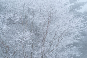 美しい霧氷の森	