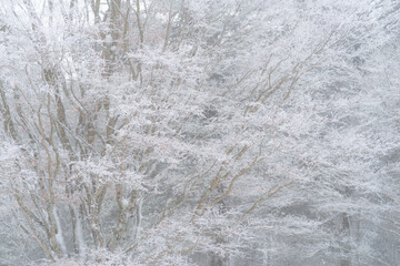 美しい霧氷の森	