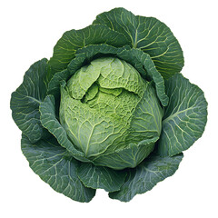 Fototapeta premium Green Cabbage, Fresh Vegetable, Isolated on White Background, Vibrant Color, Healthy Food, Dietary, Cooking Ingredient, Nature's Goodness, Crisp Texture, Close-up View, Transparent Background.