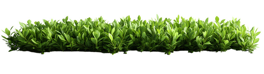 Obraz premium Lush Green Foliage Isolated on White Background