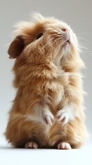 A fluffy guinea pig standing upright, looking curiously upwards.