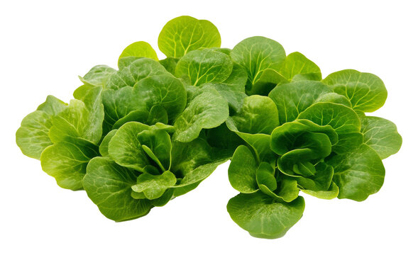 Fresh green butterhead lettuce on white background, healthy eating and nutrition concept