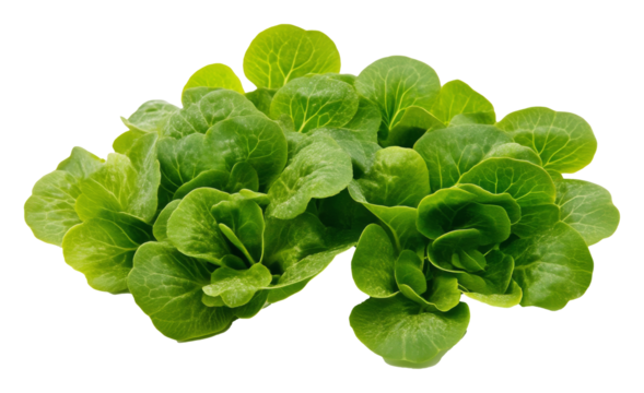 Fresh green butterhead lettuce on white background, healthy eating and nutrition concept