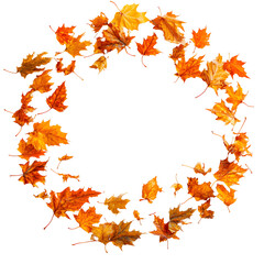 Fototapeta premium Autumn Maple Leaves Circle on Transparent Background