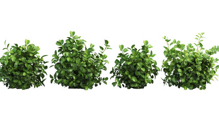 Obraz premium Lush Green Bushes Isolated on Transparent Background