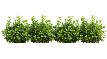 Obraz premium Green Plants Arrangement With Transparent Background