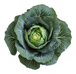 Obraz premium Fresh green cabbage isolated on white background