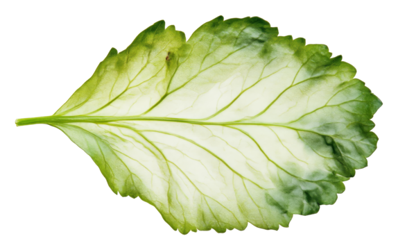 Close-up of green leaf with visible veins on white background