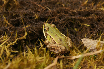 Closeup on a juvenile European edible frog, Pelophylax ridibundus sitting in moss