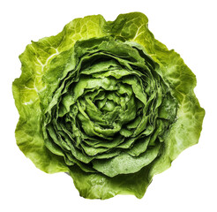 Obraz premium Lettuce head top view, fresh green vegetable with crisp leaves. Healthy eating and salad ingredient concept