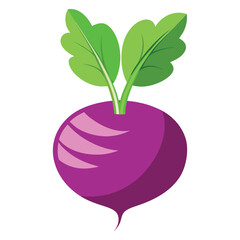 turnip on white background