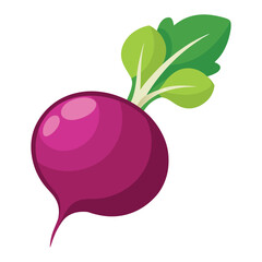 turnip on white background