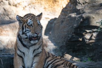 座っているアムールトラの子供