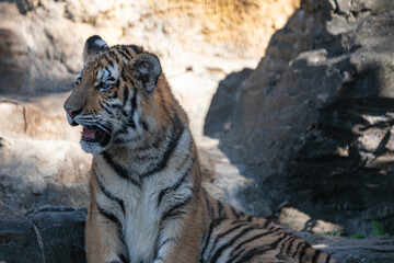 座っているアムールトラの子供