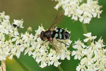 Closeup on a male Triangular Lucent swafly, Didea alneti on a white Heracleum sphondylium flower