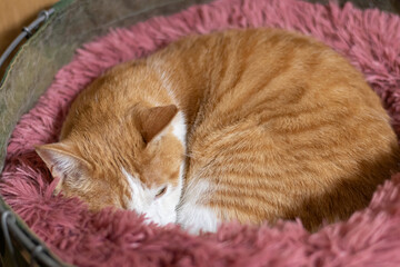 丸まって眠る可愛い猫　茶トラ白