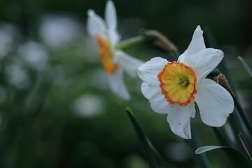 香り漂う冬の花
