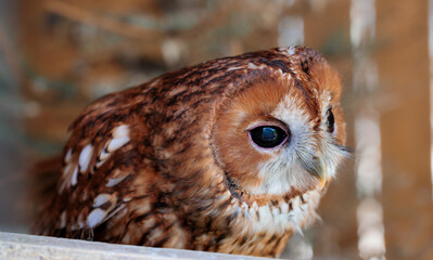 baby owl portrait close up animal theme view with black eyes reflection