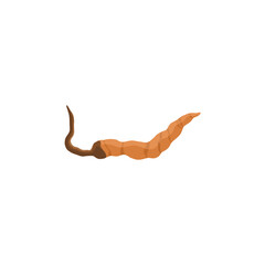Fototapeta premium Cordyceps Vektor Illustration