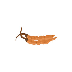 Cordyceps Vektor Illustration