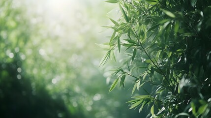 Fototapeta premium Lush Green Bamboo Leaves Illuminated By Sunlight