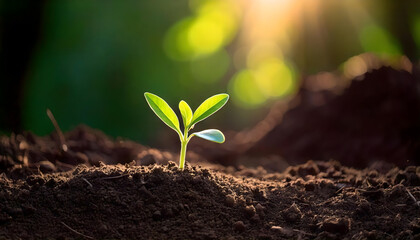 Fototapeta premium sprout in the ground