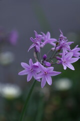 香り漂う冬の花