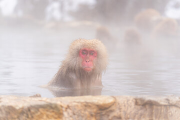 Fototapeta premium 温泉に浸かるニホンザル【長野県・地獄谷野猿公苑】