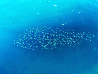 群れで泳ぐ小魚