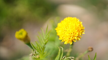 Bright Yellow Flower Blooming in Natural Green Environment