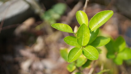 Fresh Green Foliage in Natural Setting with Soft Focus Background